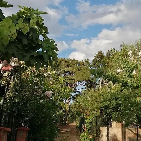 Sevinc * Ayvalı